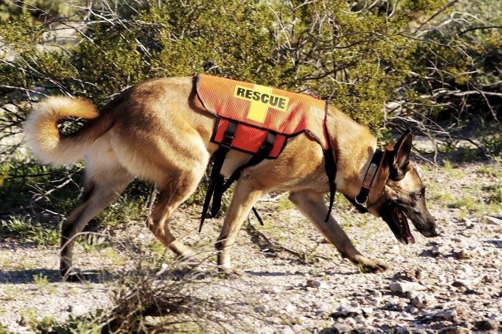 Photo Berger Belge Malinois