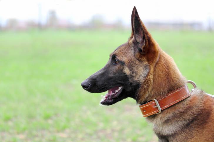 Photo Berger Belge Malinois