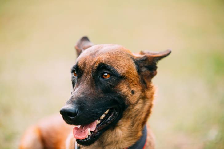 Un Malinois avec les oreilles en arrière