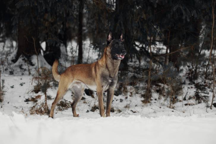Photo Berger Belge Malinois