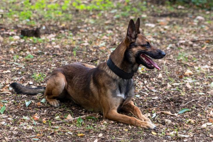 Photo Berger Belge Malinois
