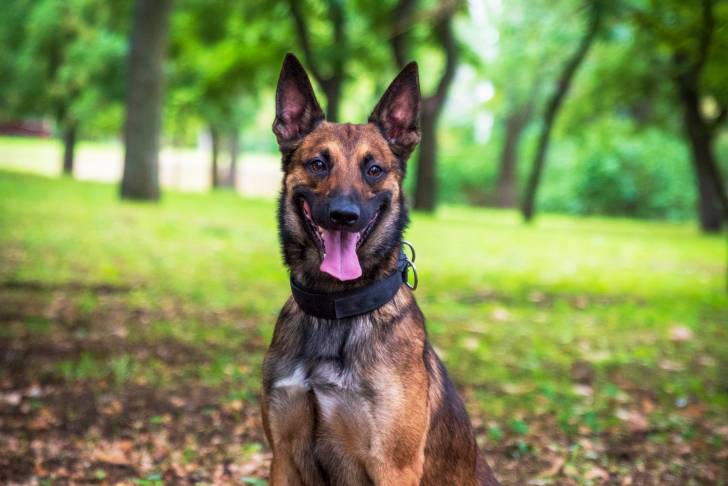 Un Malinois qui porte un collier