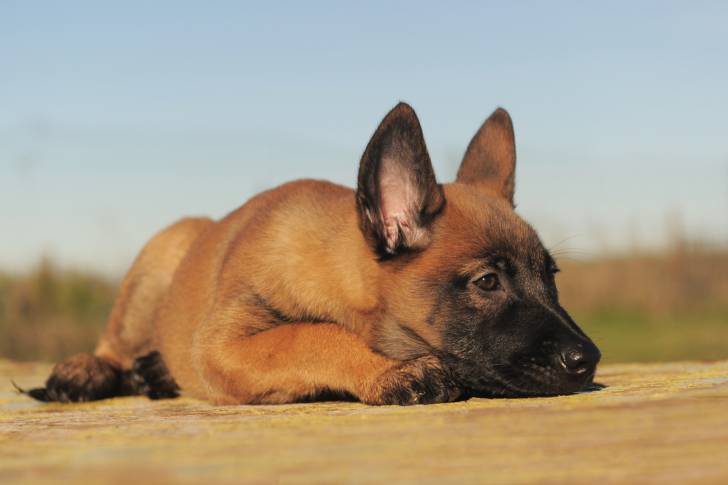 Un jeune Malinois allongé par terre