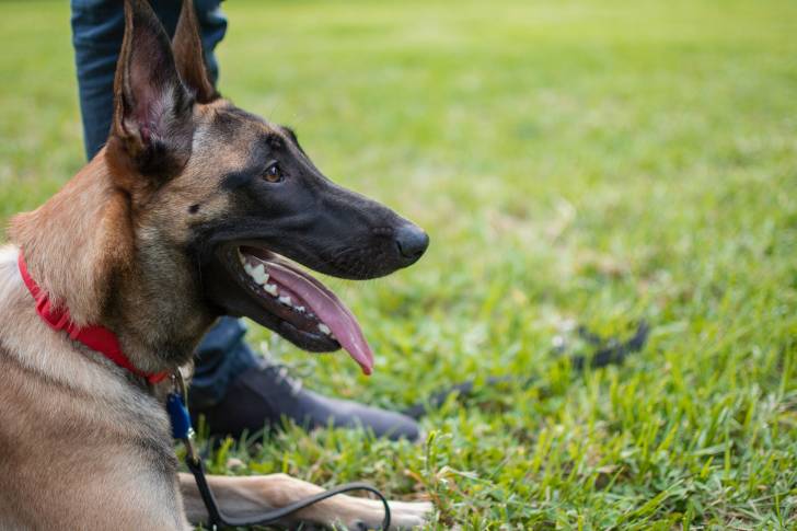 Un Malinois allongé dans l'herbe et vu de profil