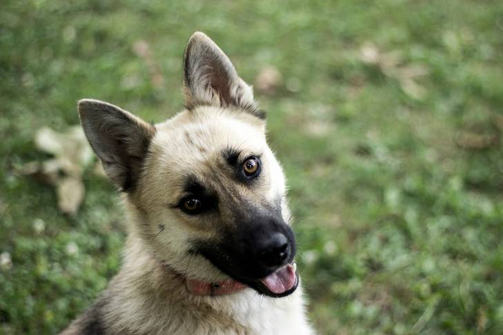 Un Malinois en vue rapprochée 