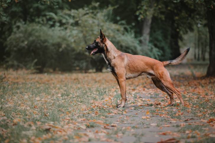 Un Malinois en promenade à la campagne