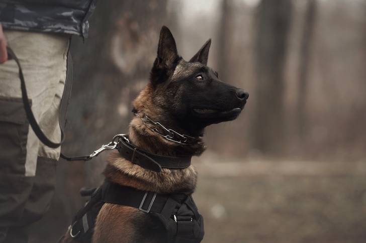 Un Malinois assis et tenu par un harnais