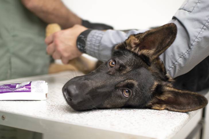 Un Malinois chez le vétérinaire