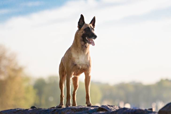Un Malinois en position statique qui regarde l'horizon