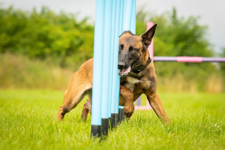 Un Malinois qui s'entraine