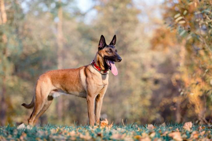 Un Malinois qui se promène dans les bois