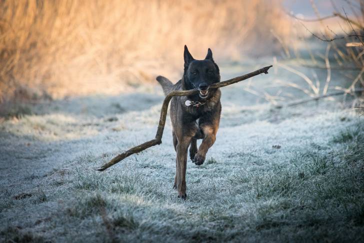 Un Malinois qui court avec un bâton dans la gueule