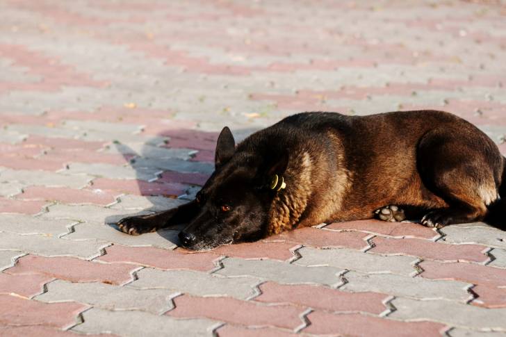 Un Berger Belge Malinois allongé sur des pavés et ayant un air triste