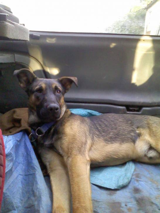 Kiwi - Berger Belge Malinois Mâle (8 mois)