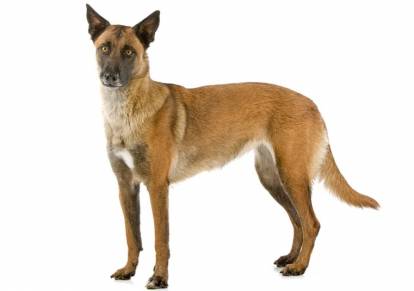Un Berger Belge Malinois sur fond blanc