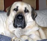 ashka - Kangal (4 ans)