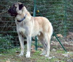 BERGER D'ANATOLIE, Uhlan du val de la boissiere - Kangal
