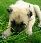 Berger d'Anatolie- Aslan - Kangal