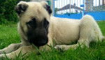 Berger d'Anatolie - Aslan - Kangal