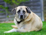 Un gros Kangal couché dans l'herbe