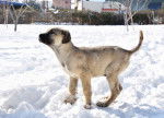 Photo Kangal
