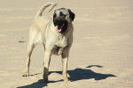 Photo Kangal