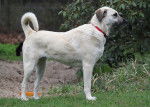 Photo Kangal