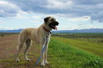 Photo Kangal