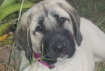 Photo Kangal