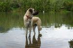 Photo Kangal