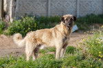 Photo Kangal