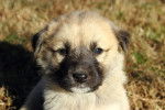 Photo Kangal