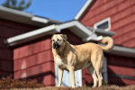 Photo Kangal