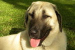 Photo Kangal