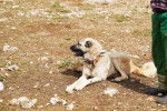 Photo Kangal