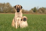 Photo Kangal