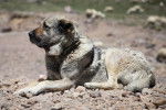 Photo Kangal