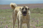 Photo Kangal
