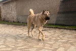 Un Kangal marchant sur une surface b&eacute;tonn&eacute;e 