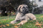Un Kangal allong&eacute; sur un terrain herbeux 