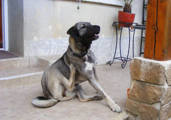 Ganjah - Kangal (1 an)
