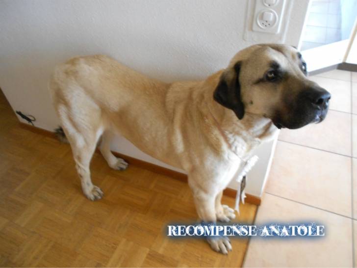 anatole récompense concour - Kangal Mâle (7 ans)