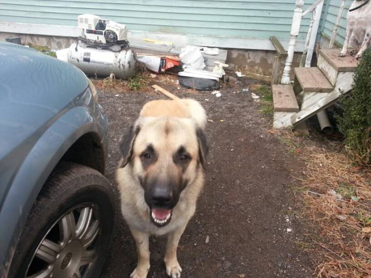 Sebastian - Kangal Mâle (3 ans)