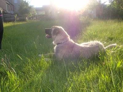 caline - Kangal