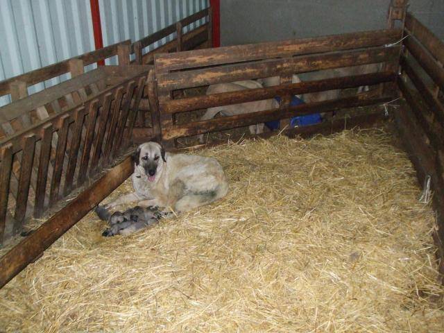 chiots kangal ( berger d'anatolie ) - Kangal