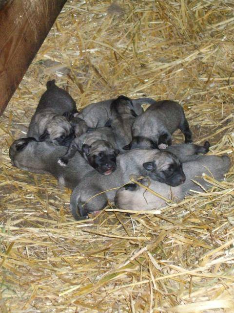 chiots kangal ( berger d'anatolie ) - Kangal