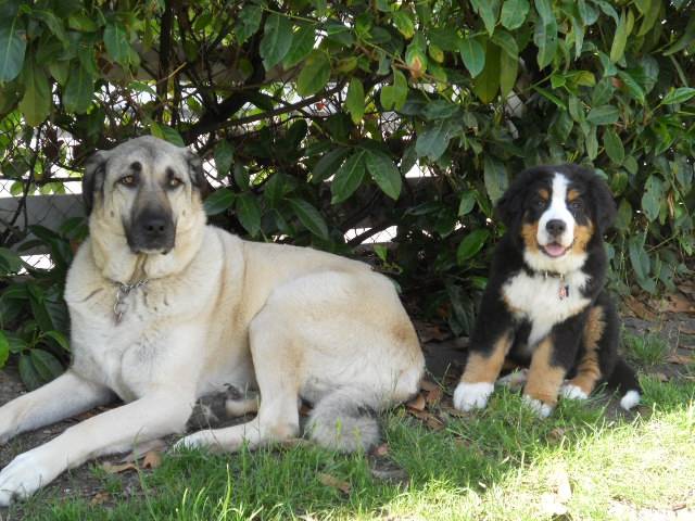 Berger d'Anatolie, Braxie - Kangal