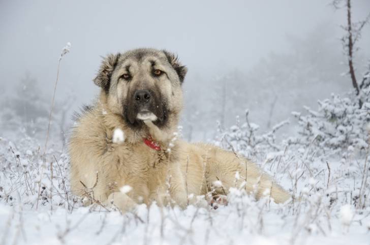 Photo Kangal