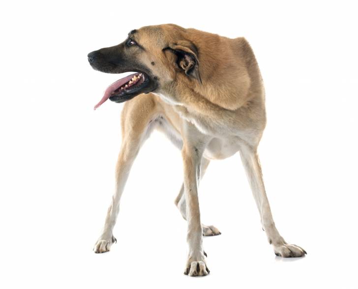 Photo Kangal