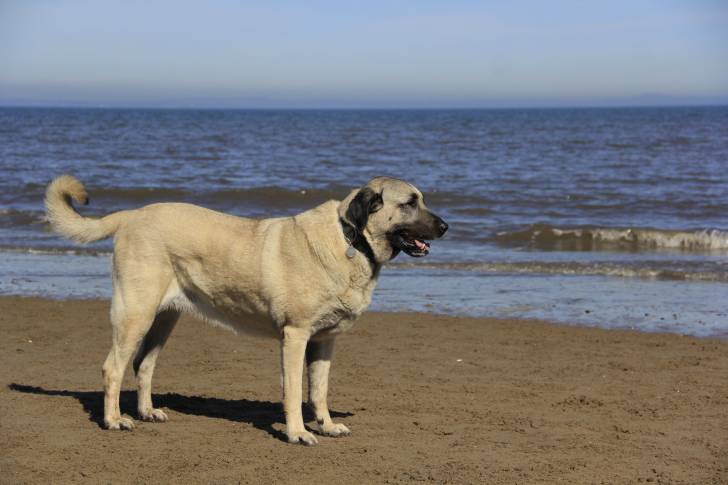 Photo Kangal